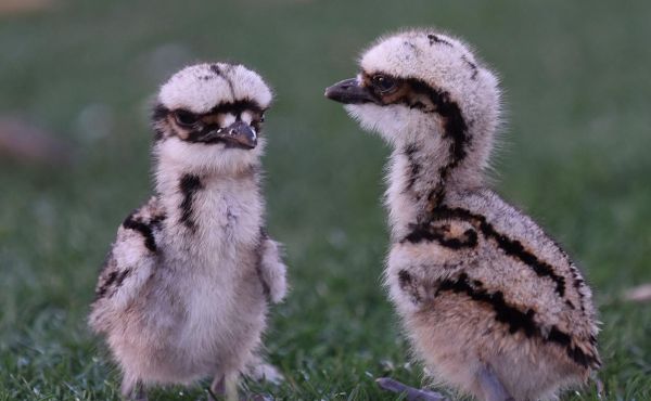 Read more about We have some baby curlews at our parks!